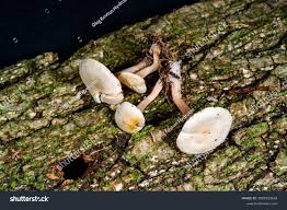 Image result for Clitocybe multiceps