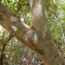 Image result for Monodora junodii