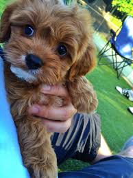 They range from 14 to 20 pounds on average. 76 Puppies Ideas Puppies Cute Dogs Cute Puppies