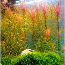 Image result for Limnophila fluviatilis