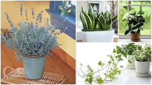 It is especially useful in the case of asthma or breathing issues. Best Plants For Bedroom To Help You Sleep Better