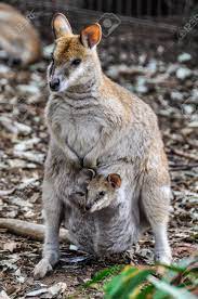 Madre Canguro Con Su Bebe En El Parque De La Fauna De Featherdale Cerca De Sydney Australia Fotos Retratos Imagenes Y Fotografia De Archivo Libres De Derecho Image 67694900