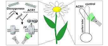 Maybe you would like to learn more about one of these? A Boost For Plant Research Universitat Wurzburg