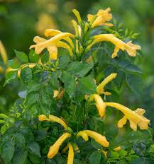 Image result for Tecomaria capensis