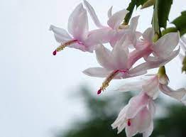 The hanging branches, which are made up of flat each bloom lasts for several days, and the entire flowering period of most cultivars will span several weeks. Caring For Christmas Cacti Bob S Market And Greenhouses