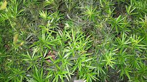 Podocarpus species, buddhist pine, fern pine, japanese yew, yew plum pine. Podocarpus Plant How To Grow For Podocarpus Hedge Or Tree