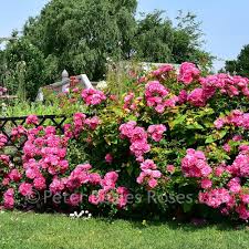 Improved disease and heat resistance. Pink Flower Carpet Procumbent Rose Peter Beales Roses The World Leaders In Shrub Climbing Rambling And Standard Classic Roses