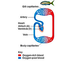 There are 4 chambers in a fish heart. Learn Structure Of Heart In Details In 4 Minutes