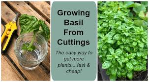 Always use pest control, even natural pest control, mindfully and selectively. Growing Basil From Cuttings To Get More Plants Fast And Cheap