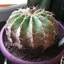 The bunny ears cactus grows to two or three feet, making it the perfect house plant. Ferocactus Schwarzii Schwarz S Barrel Cactus In Gardentags Plant Encyclopedia