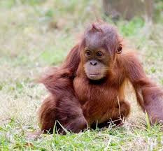 This Is Remy He Is The 2 Year Old Orangutan At Zoo Atlanta So Adorable Atlanta Zoo Orangutan Animals Wild