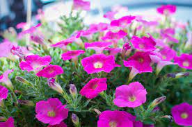 We did not find results for: Flowers And Bulbs You Can Plant In February Trendspot Inc