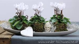 Dekorieren Im Herbst Alpenveilchen Alpenveilchen Dekorieren Orchideen