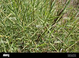 Image result for Cliffortia serpyllifolia