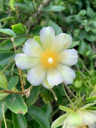 Image result for Pereskia aculeata