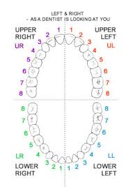 Maybe you would like to learn more about one of these? Tooth Numbers Dental Fear Central