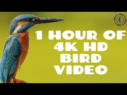 4k Hd One Hour Of A Single Bird Nature Video Youtube In 2020 Nature Gif Bird Relaxing Music