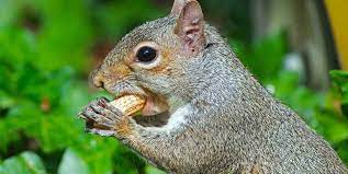 5 Homemade Squirrel Food Recipes You Can Try Today You Ll Find Rodent Blocks Squirrel Treats Homemade Squirrel F Squirrel Food Animals Eastern Gray Squirrel