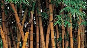 Image result for Bambusa