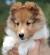 Miniature Mini Collie