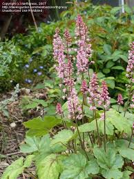 Plantfiles Pictures Heucherella Foamy Bells Dayglow Pink Heucherella By Northgrass Heucherella 'dayglow pink' ® famille : dave s garden