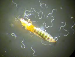 Image result for Gnidia stenophylla