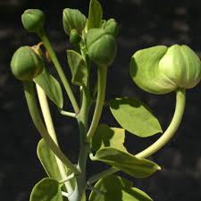Image result for Capparis cartilaginea