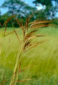 Image result for Hyparrhenia rufa