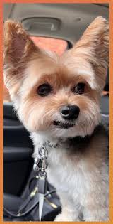 Katie and Biscuit went to the groomers today.