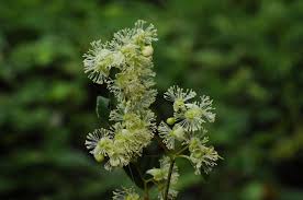 Image result for Tetracera boiviniana