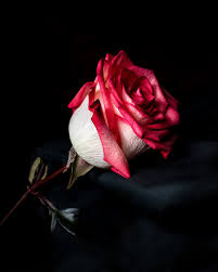 Please contact us if you want to publish a whatsapp wallpaper on our site. 350 Red Rose Images Hq Download Free Pictures On Unsplash