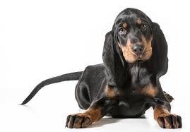 This is my bluetick coonhound arie luyendyk, after the racecar driver. Black And Tan Coonhound Puppies For Sale Akc Puppyfinder