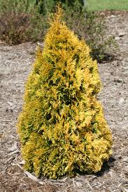 Image result for Boscia filipes