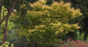 More upright in habit than the species, this is a slender branching, conical tree, which is ideal for a small garden. Five Good Value Fuss Free Trees For Small Gardens