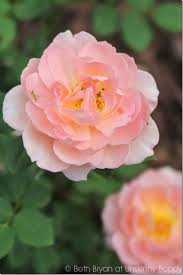 Pass Me A Floppy Hat English Roses Are Here Unskinny Boppy Fragrant Flowers Beautiful Flowers Pretty Flowers