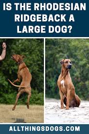 Where rhodesian ridgeback came from? Rhodesian Ridgeback Size Rhodesian Ridgeback Rhodesian Ridgeback Puppies Large Dog Breeds