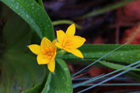 Image result for Hypoxis kilimanjarica