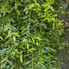 Image result for Maytenus undata