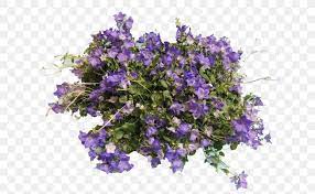 Raccolte di idia • ultimo aggiornamento: Scheda Duplicata Vedi Ugo Pellecchia Png 640x507px Bellflowers Ampolla Annual Plant Bellflower Bellflower Family Download Free