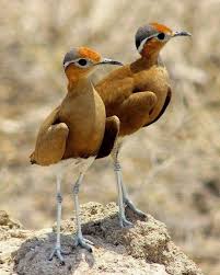 Brown Small Birds Of South Africa Pin On Belas Aves