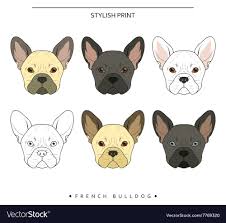 French Bulldog Color Goldenacresdogs Com