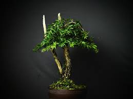 Bonsai is a small, independently owned craft brewery. Fall Styling On My Bottlebrush Bonsai