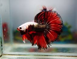 Betta Fish Facts Betta Fish Care A Betta Fish Must Read Betta Fish Tank Betta Fish Types Betta Fish