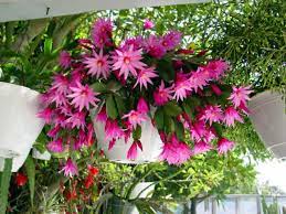 An eastern facing window is a perfect location for these plants can even be grown outside if you live somewhere the temperatures do not fall below christmas, thanksgiving, and easter cacti prefer a humid environment. Tips For Growing Jungle Cacti World Of Succulents Easter Cactus Orchid Cactus Cactus Flower