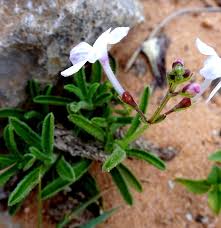 Image result for Endostemon tereticaulis