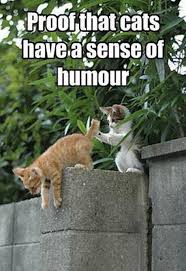 Chocolate Coloured Kitty 8th December 2014 Funny Animal Pictures Funny Animals Animals