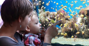 12 best low maintenance pets for kids · 1. 10 Low Maintenance Pets For Kids