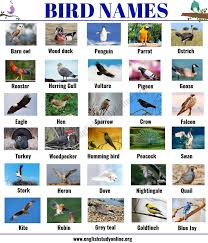 Bird Names List Of 35 Popular Types Of Birds With Esl Picture English Study Online English Study Fruits Name In English Names Of Birds