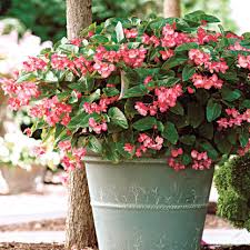 Image result for Begonia princeae