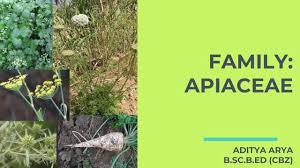 Image result for Apiaceae